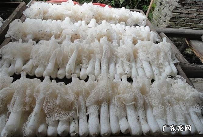人工菌种类有哪些,常见人工栽培食用菌的分类地位是什么
