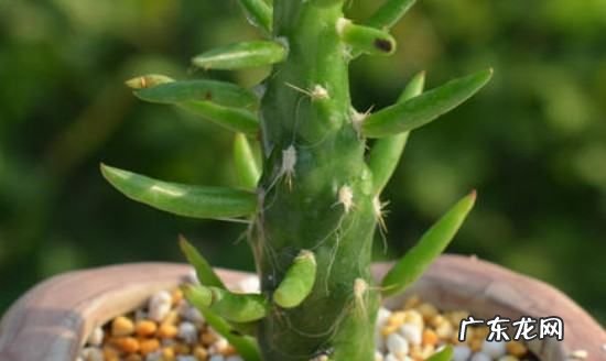 盖房子的沙子可以养多肉,工地上的沙子能种多肉植物