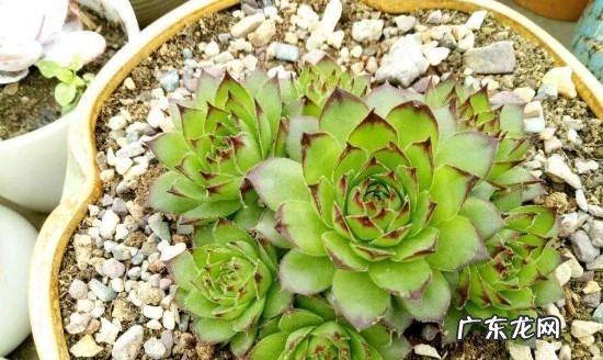 盖房子的沙子可以养多肉,工地上的沙子能种多肉植物