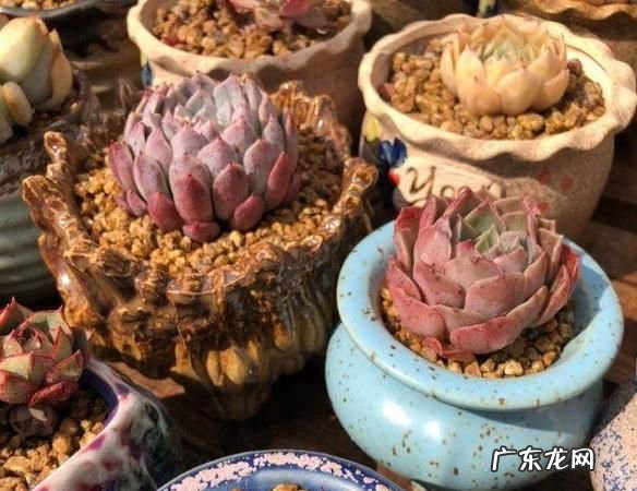 盖房子的沙子可以养多肉,工地上的沙子能种多肉植物