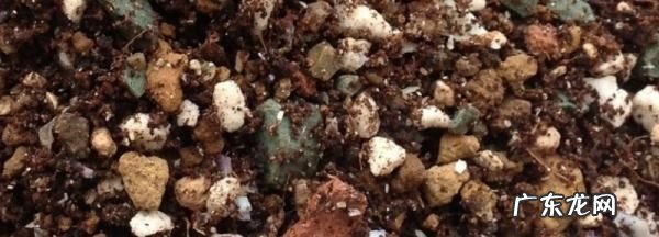 盖房子的沙子可以养多肉,工地上的沙子能种多肉植物