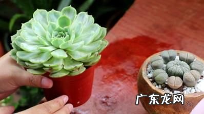 盖房子的沙子可以养多肉,工地上的沙子能种多肉植物