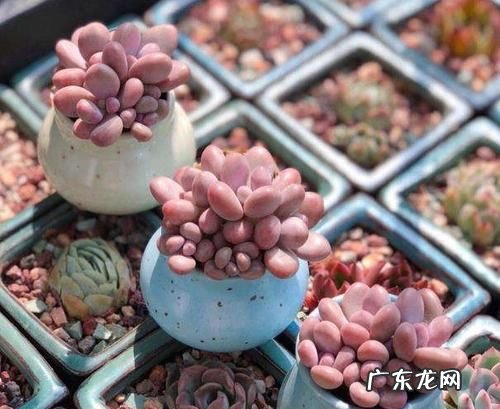 盖房子的沙子可以养多肉,工地上的沙子能种多肉植物