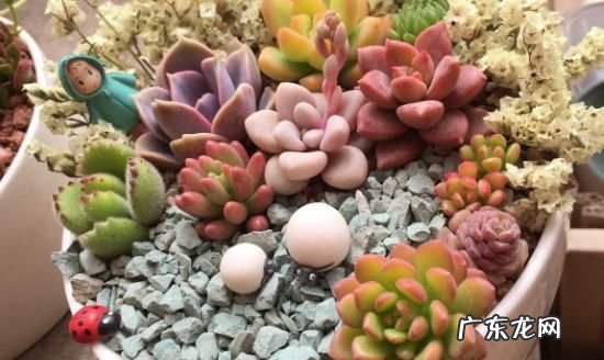 盖房子的沙子可以养多肉,工地上的沙子能种多肉植物