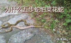 为什么不能看蛇起雾,白天看到蛇过马路是什么征兆