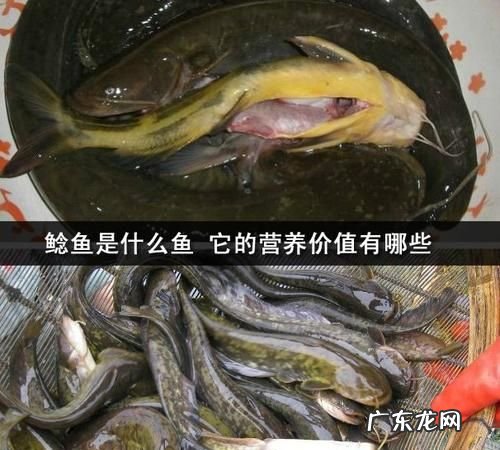 鲶鱼作用与功效,常吃鲶鱼对身体有什么好处