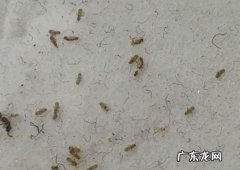 踢脚线有小虫子妙招,强化地板踢脚线里爬出小虫怎么处理