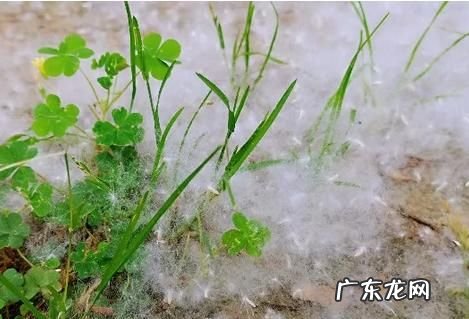 天上飘的白色毛毛是什么东西,家里的白色毛毛是什么东西