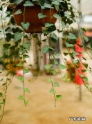 长青滕花怎么养,常青藤怎么养