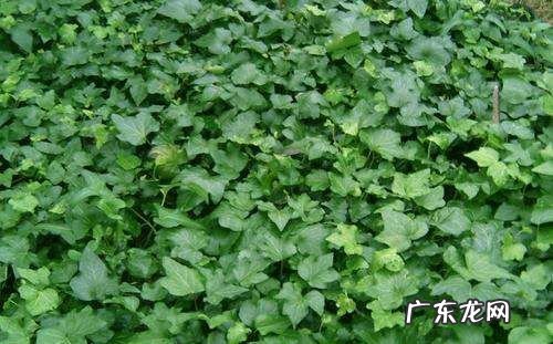 长青滕花怎么养,常青藤怎么养