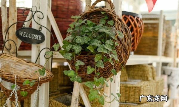 长青滕花怎么养,常青藤怎么养