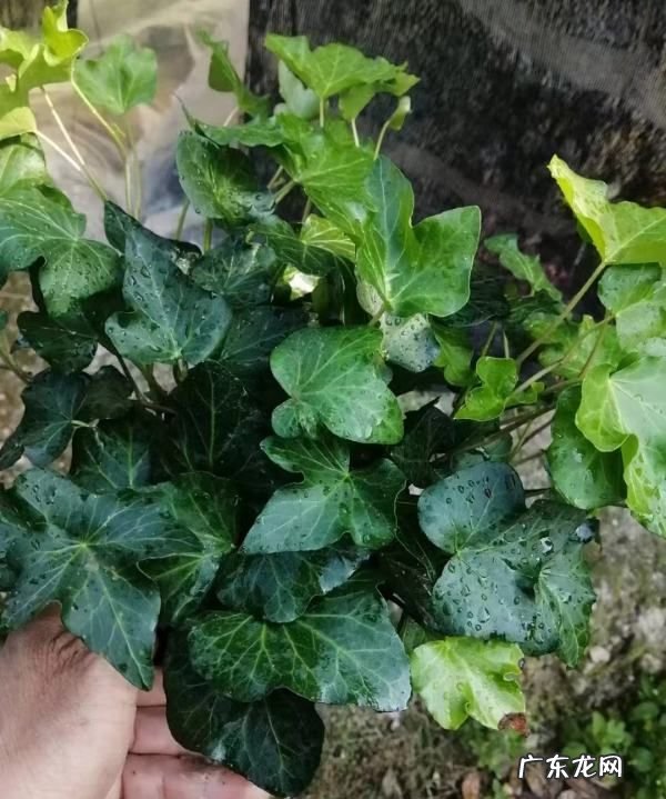 长青滕花怎么养,常青藤怎么养
