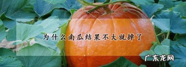 为什么南瓜结起瓜要掉,为什么南瓜结果不大就死了