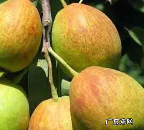甘肃盛产哪些水果,甘肃产什么水果最多