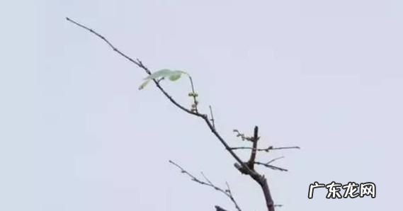 侥幸多望是什么意思,侥幸多望之格
