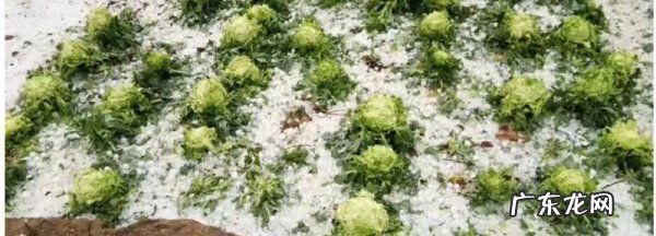 户外遭遇冰雹怎么做,遇到冰雹袭击怎么办