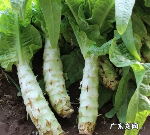 窝笋还叫什么,莴笋的学名叫什么拼音