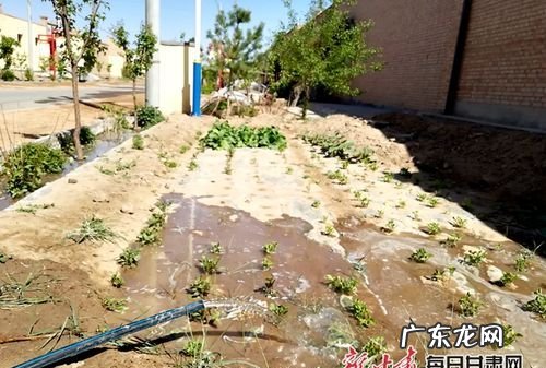 自来水能浇菜园,长春市用自来水浇菜地违法现在