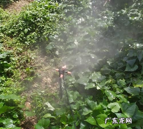 自来水能浇菜园,长春市用自来水浇菜地违法现在