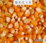如何用自家种的玉米做爆米花,玉米粒爆米花的做法窍门