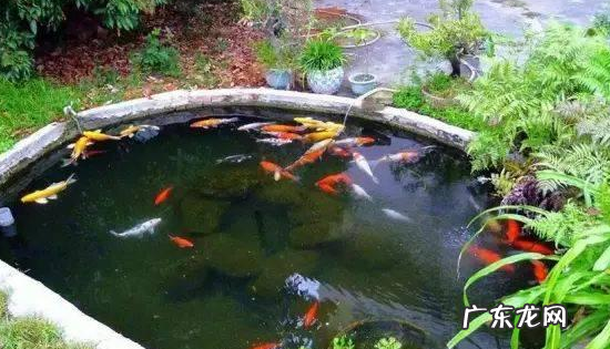 露天的鱼池怎么样防绿水,鱼池水变绿怎么办 露天