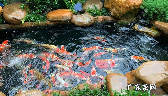 露天的鱼池怎么样防绿水,鱼池水变绿怎么办 露天