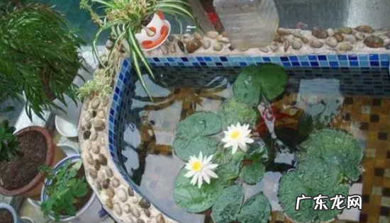 露天的鱼池怎么样防绿水,鱼池水变绿怎么办 露天