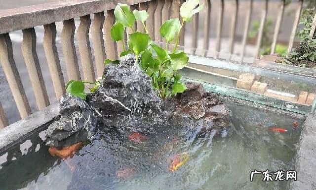 露天的鱼池怎么样防绿水,鱼池水变绿怎么办 露天