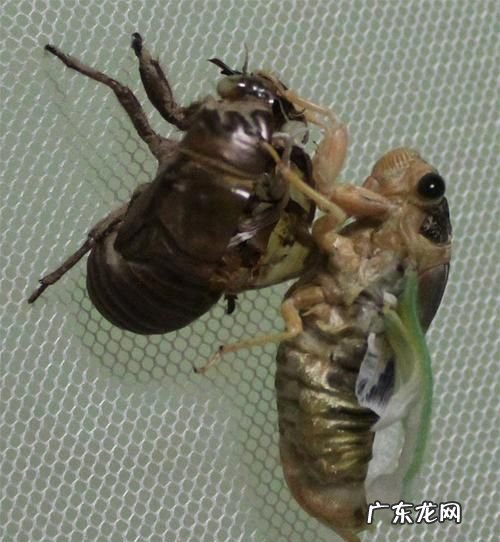 蝉经过几次蜕皮,一只蚕要蜕几次皮