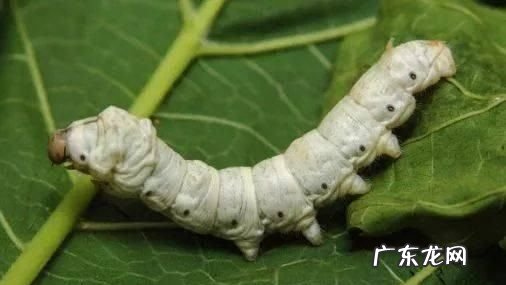 蝉经过几次蜕皮,一只蚕要蜕几次皮