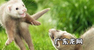 貂主要吃什么食物,安格鲁貂吃什么食物