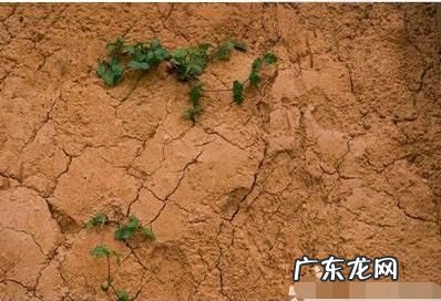 土地僵硬板结什么原因怎么办,土壤变硬或板结是由于什么引起的