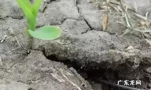 土地僵硬板结什么原因怎么办,土壤变硬或板结是由于什么引起的