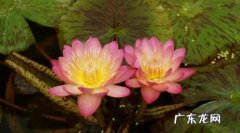 莲花里的叫什么,荷花又叫什么