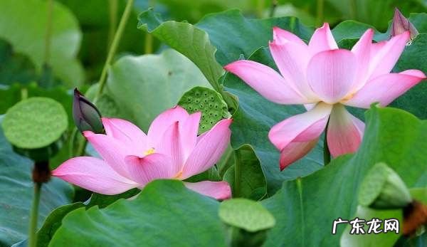 莲花里的叫什么,荷花又叫什么
