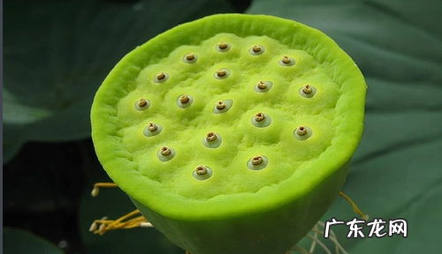 莲花里的叫什么,荷花又叫什么