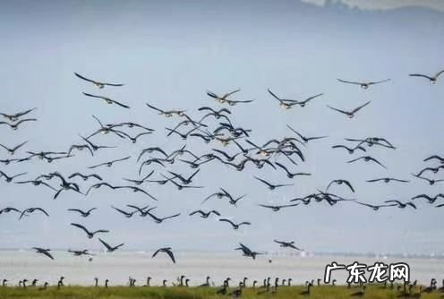 鄱阳湖在哪一个省,鄱阳湖位于我国哪省中国第一大淡水湖