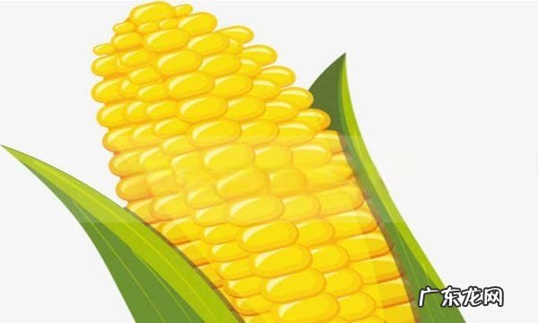 玉米坏了是什么样的,转基因糯玉米是什么样的