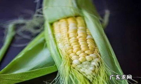 玉米坏了是什么样的,转基因糯玉米是什么样的