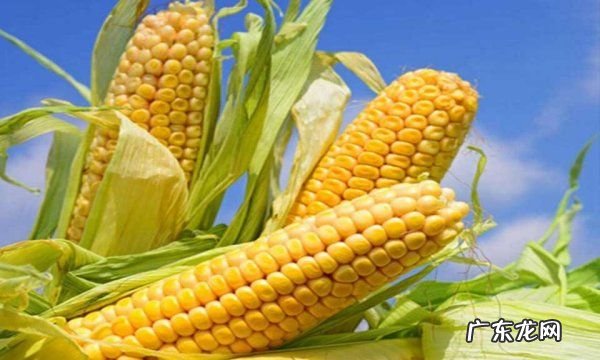 玉米坏了是什么样的,转基因糯玉米是什么样的