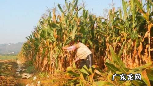 玉米坏了是什么样的,转基因糯玉米是什么样的