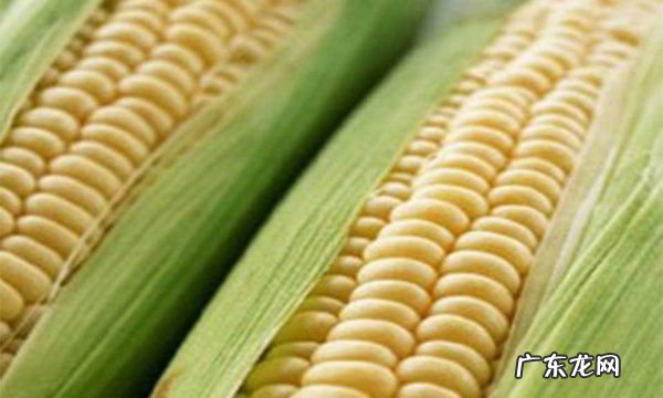 玉米坏了是什么样的,转基因糯玉米是什么样的