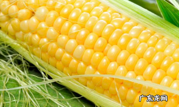 玉米坏了是什么样的,转基因糯玉米是什么样的