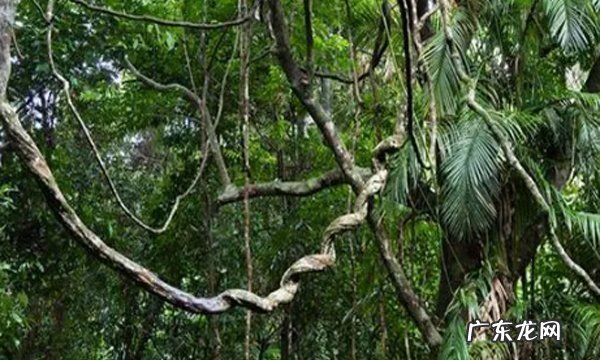 新买的藤席要不要清洗,藤席可以水洗