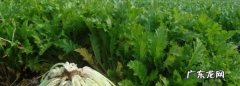 梅菜和雪菜有什么区别,雪菜和梅菜一样