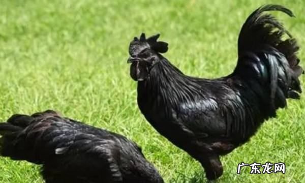 养鸡棚搭建方法,养鸡场怎么建造放养