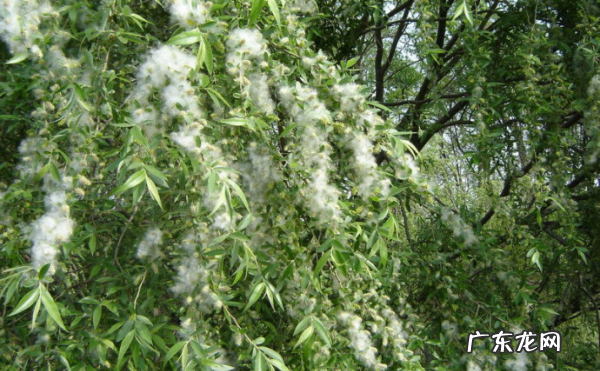 空中飘着飞絮是什么东西,这几天北京空中漂浮的白色絮状物到底是什么
