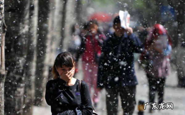 空中飘着飞絮是什么东西,这几天北京空中漂浮的白色絮状物到底是什么