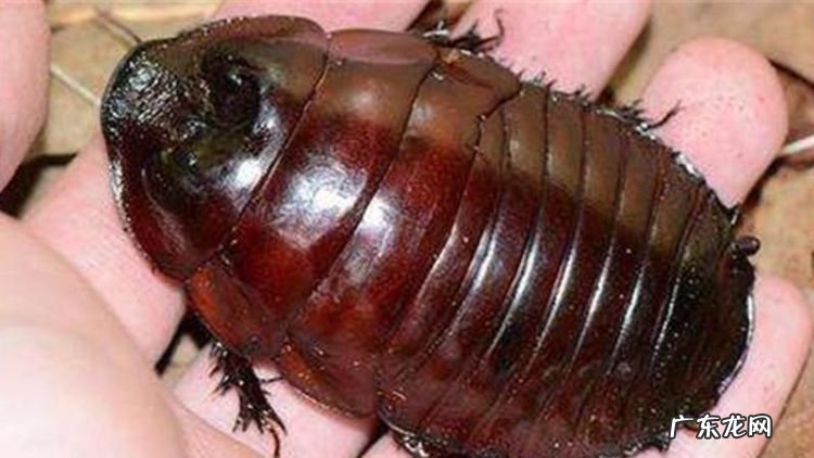 特别大的蟑螂怎么处理,家里有巨型蟑螂怎么办