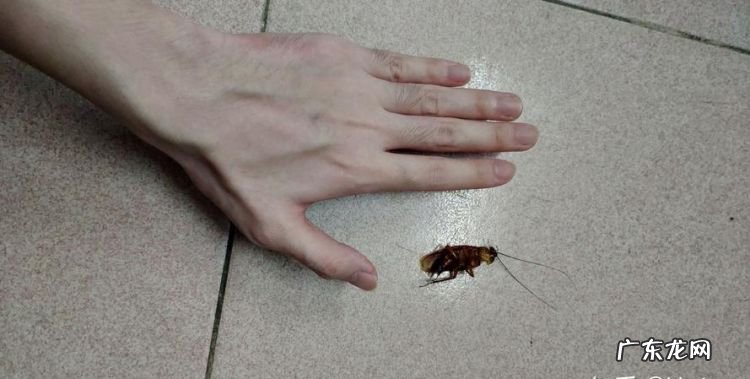 特别大的蟑螂怎么处理,家里有巨型蟑螂怎么办